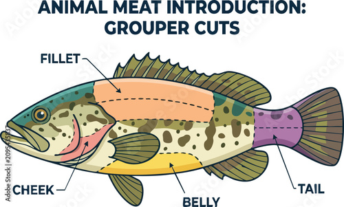 Obraz na płótnie A diagram labels the anatomical cuts of a grouper fish highlighting the fillet c