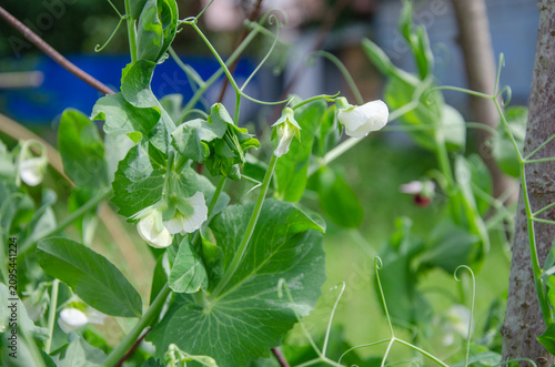 Pea Plants with White Flowers Blooming in Garden