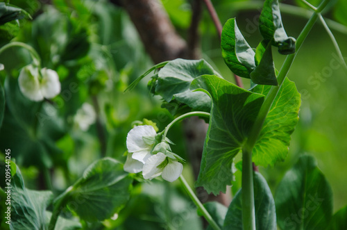 Pea Plants with White Flowers Blooming in Garden