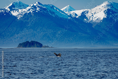 Photography Humpback whale Fluke in front of snow-capped mountains, Icy Strait Point, Alaska