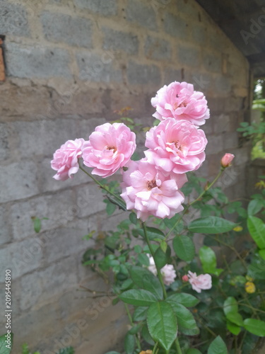 Foto Beautiful Pink Damask Roses Blooming in a Garden with a Stone Wall Background