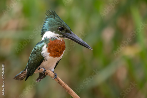 Foto Amazon Kingfisher - Chloroceryle amazona, beautiful green and white kingfisher from New World fresh waters, Pantanal, Brazil