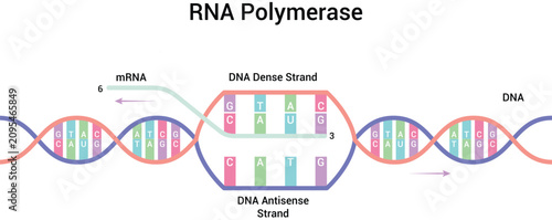 Quadro su tela RNA Polymerase Transcription Process Vector Illustration Diagram