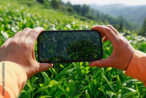 Using smart phone taking photo of geen tea shoots in spring ,China