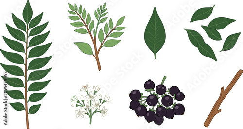 Tableau sur toile Fresh Curry Leaf Botanical Vector Element Set with Pinnate Green Leaves, Branch,