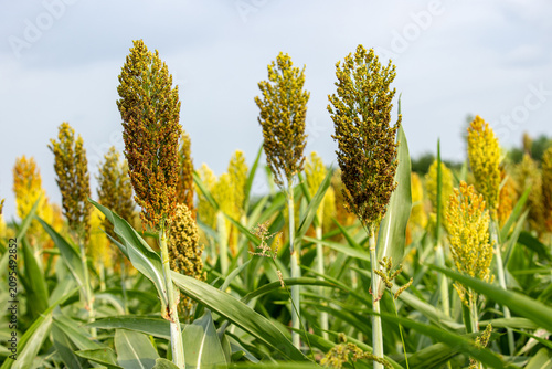 Fotografía Jowar grain sorghum crop farm