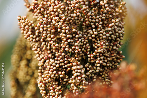 Jowar grain sorghum crop farm