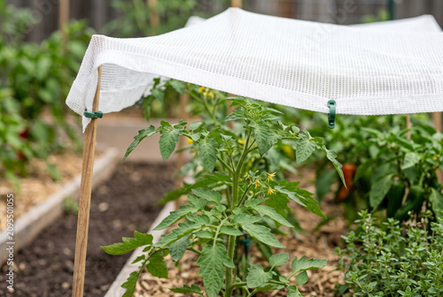 Tomato seedlings protected under shade cloth in a raised garden bed for vegetable garden background and plant shelter