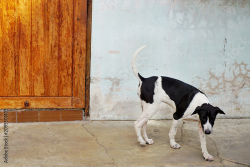 Cow-patterned dog walking beside wooden door