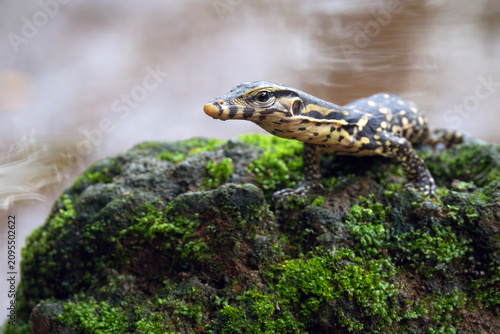 Bild auf Leinwand a baby monitor lizard was on the river bank