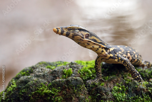 Bild auf Leinwand a baby monitor lizard was on the river bank