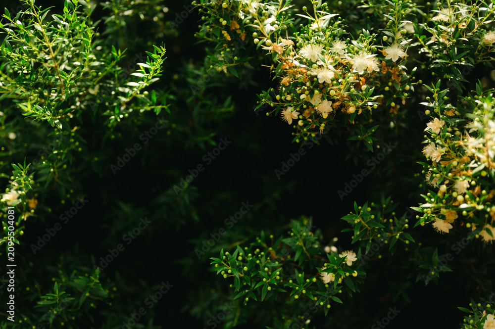 Obraz premium White myrtle blossoms framing green garden foliage with copy space