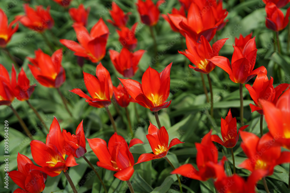Obraz premium Kaufman's Scarlet Baby red tulips in a spring garden.