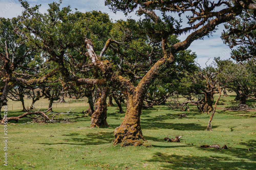 Obraz premium Ancient mossy laurel trees in a sunny Fanal Forest