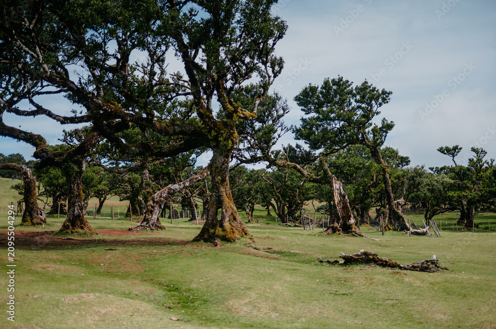 Obraz premium Ancient twisted trees in Fanal Forest meadow
