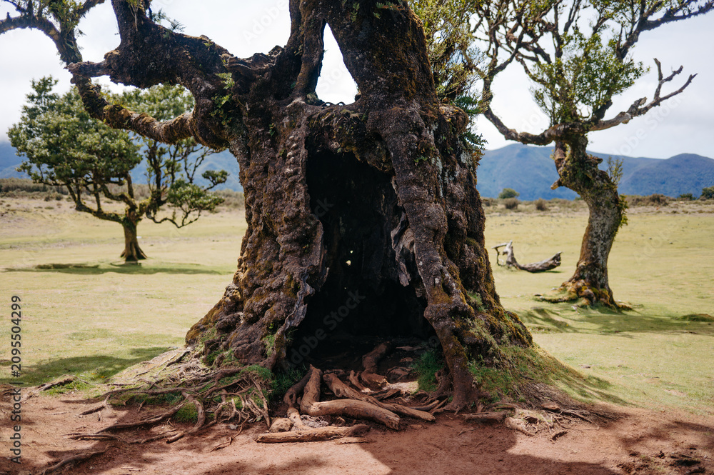 Obraz premium Majestic ancient tree with a large hollow trunk in Fanal Forest