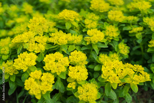 фотографія Bright yellow green inflorescences of euphorbia in the garden.