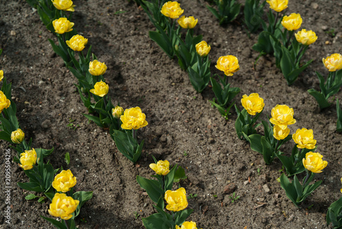 Tableau sur toile Yellow Monte Carlo tulips in rows in a spring flower garden.