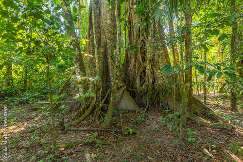 Фотография Massive ancient tree trunk with exposed buttress roots in dense tropical rain fo