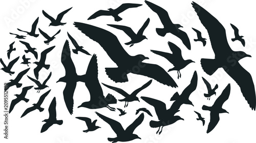 Fotografía Flock of flying seagulls black silhouette vector collection isolated on white ba