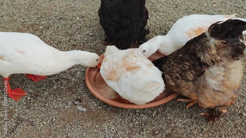 Chickens and ducks gather together to eat in a rustic farmyard