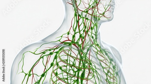 3D illustration of the human lymphatic system isolated on a white background.