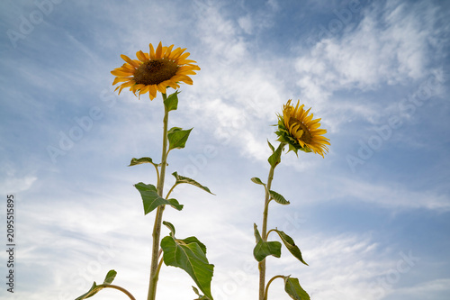 Low angle view of two yellow sunflowers against a bright blue sky.