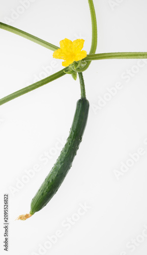 　胡瓜の花　　白バック