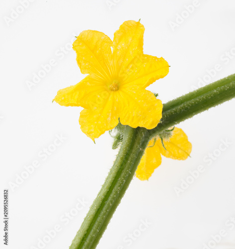 　胡瓜の花　　白バック