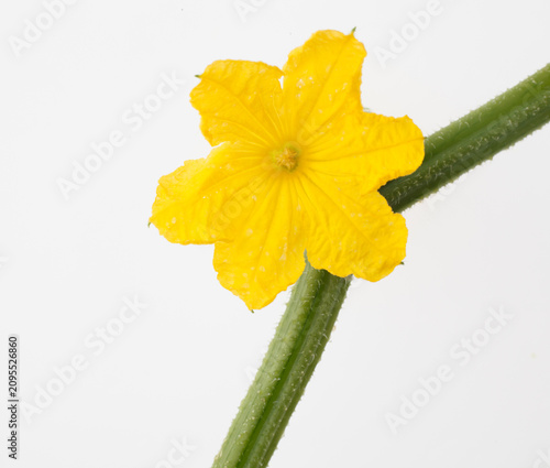 　胡瓜の花　　白バック