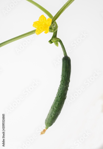 　胡瓜の花　　白バック