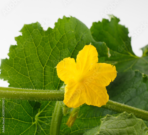 　胡瓜の花　　白バック