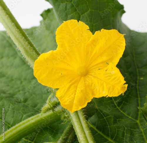 　胡瓜の花　　白バック