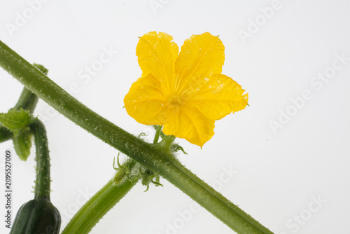 　胡瓜の花　　白バック