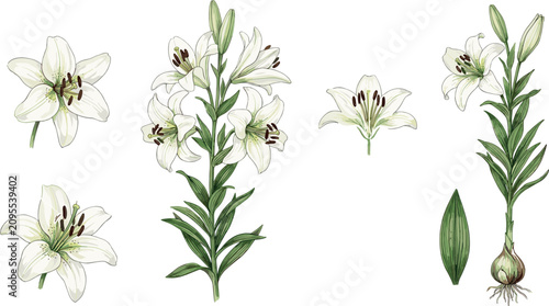 Canvastavla Watercolor vector botanical illustration set of white lily flowers with green le