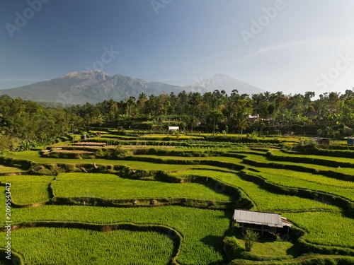 фотографія Peaceful Morning over Lombok Rice Terraces with Majestic Mount Rinjani