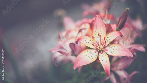 Fotografi Lily flower on dark blurred background in vintage style outdoors, beautiful summ