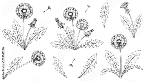 Fotografía Dandelion blowball sketches set