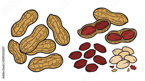 Illustration of whole and opened peanuts in shells, along with shelled peanuts, depicting a variety of peanut presentations