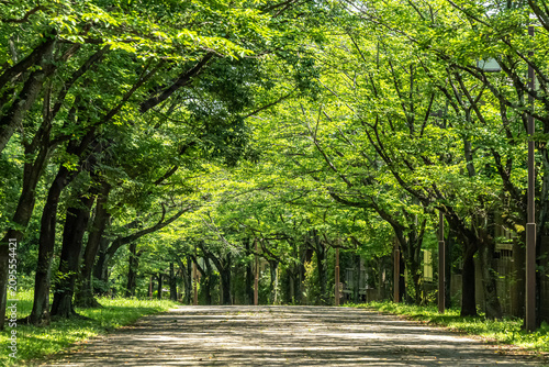 Foto 緩やかな下り坂になっている散歩道を覆うように夏の緑