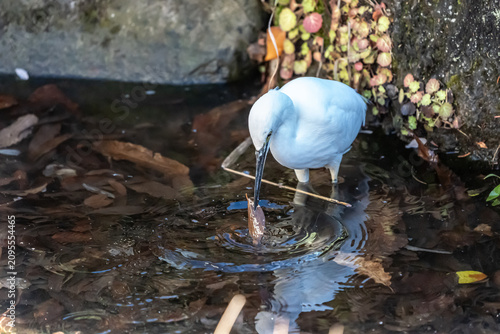 Fotografie 浅い小川で獲物を探すサギが間違えて木の葉を咥えてしまう