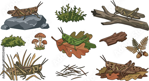 Canvastavla Grasshopper Habitat Illustration Collection with Natural Forest Elements, Rocks,