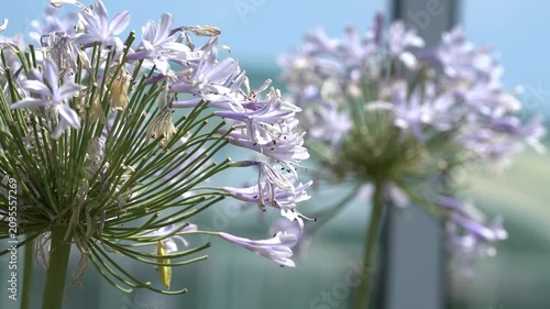 Fleur d'été au rythme du vent