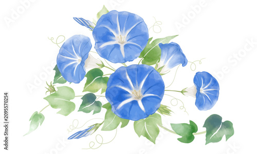 水彩で描いた青い朝顔の花