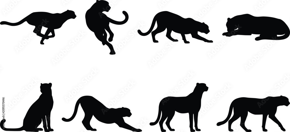 Fototapeta premium Big Cat Silhouette Set with Cheetah Leopard and Panther Wild Animal Vector Collection
