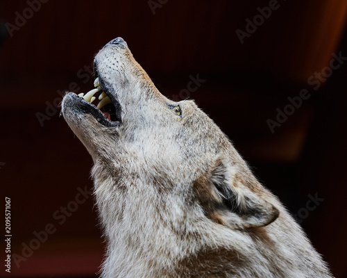 Foto Taxidermy gray wolf head howling showing teeth