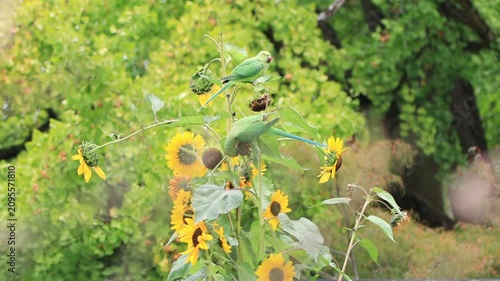 Two rose-ringed parakeets on ripe sunflowers, green parakeet on a tall sunflower, rose-ringed parakeets eating sunflower seeds, large yellow flowers with seeds, Psittacula krameri