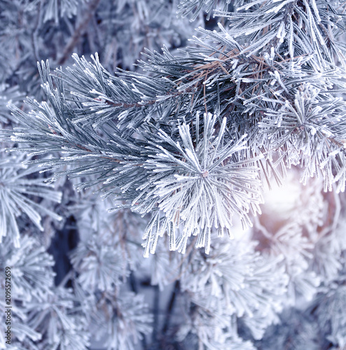 Foto Holiday winter banner with frozen branches of fir tree