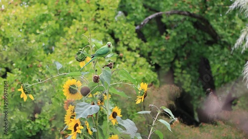 Two rose-ringed parakeets on ripe sunflowers, a green parakeet flies onto a tall sunflower, rose-ringed parakeets eating sunflower seeds, large yellow flowers with seeds, Psittacula krameri
