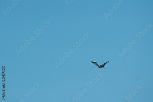 Tableau sur toile Bird flying freely across a clear blue sky